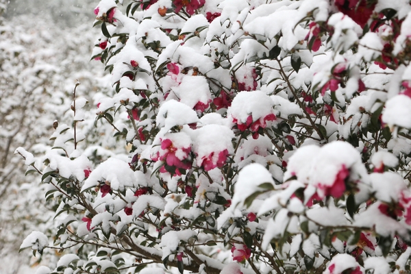 압해읍 눈 오는 날 분재공원 애기동백 005 2