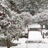 압해읍 눈 오는 날 분재공원 애기동백 005