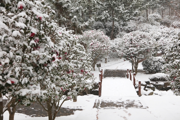 압해읍 눈 오는 날 분재공원 애기동백 005 1