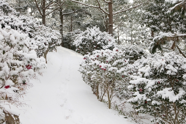 압해읍 눈 오는 날 분재공원 애기동백 2
