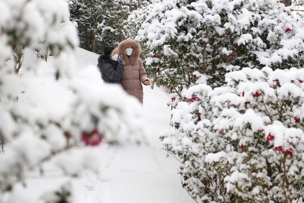 압해읍 눈 오는 날 분재공원 애기동백 3