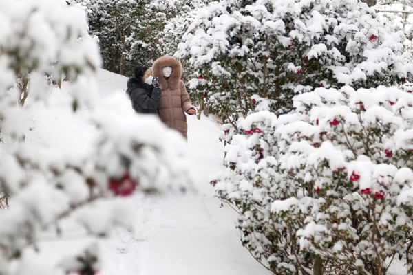 압해읍 눈 오는 날 분재공원 애기동백 4
