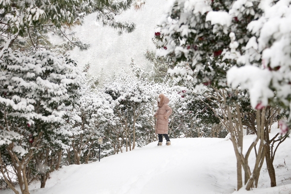 압해읍 눈 오는 날 분재공원 애기동백 5