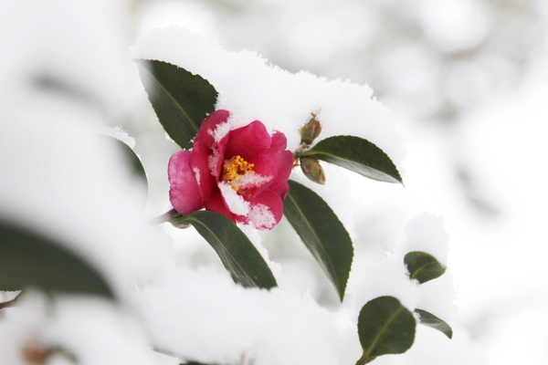 압해읍 눈 오는 날 분재공원 애기동백 1
