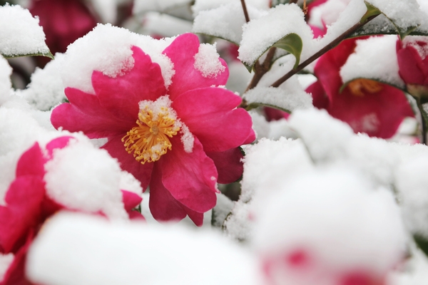 압해읍 눈 오는 날 분재정원 3