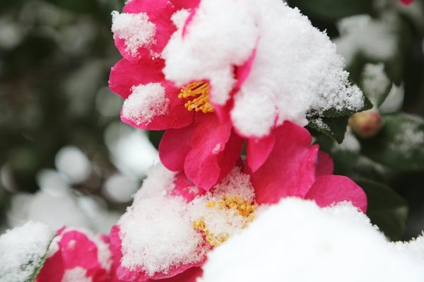 압해읍 눈 오는 날 분재정원 4