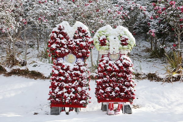 압해읍 눈 오는 날 분재정원 5