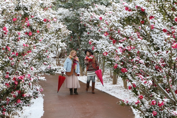 압해읍 눈 오는 날 분재정원 001 2