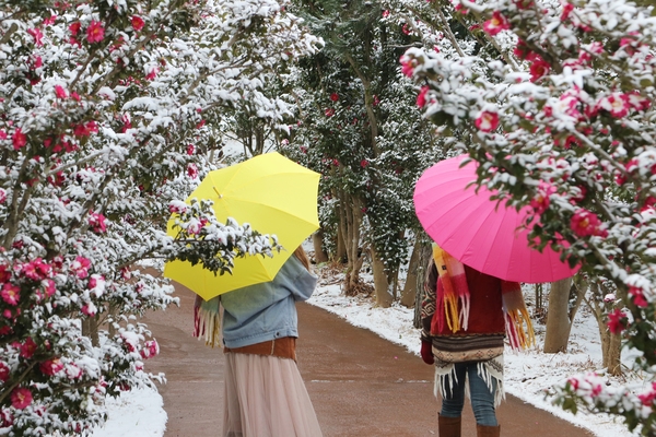 압해읍 눈 오는 날 분재정원 001 4