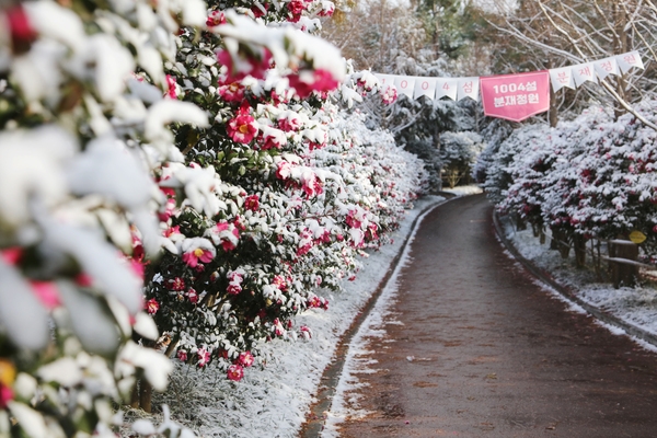 압해읍 눈 오는 날 분재정원 002 2