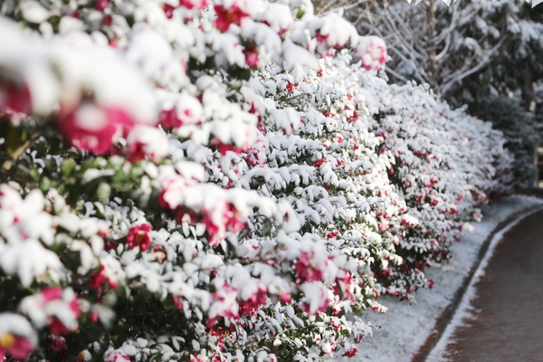 압해읍 눈 오는 날 분재정원 002 3