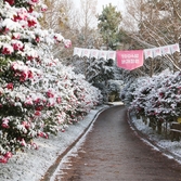 압해읍 눈 오는 날  분재정원 002