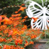 압해읍 분재정원 크로코스미아 001