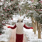 압해읍 1004섬 분재정원 눈오는 날 겨울꽃 애기동백 001