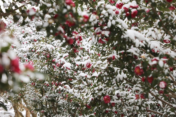 압해읍 1004섬 분재정원 눈오는 날 겨울꽃 애기동백 002 2