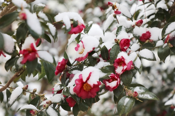 압해읍 1004섬 분재정원 눈오는 날 겨울꽃 애기동백 002 3