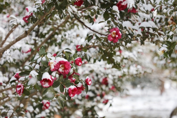 압해읍 1004섬 분재정원 눈오는 날 겨울꽃 애기동백 002 5