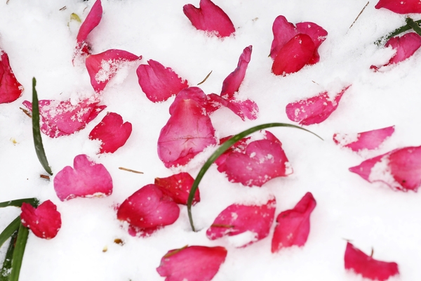 압해읍 1004섬 분재정원 눈오는 날 겨울꽃 애기동백 002 6