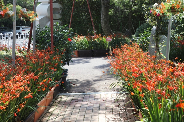 압해읍 1004 분재정원 크로코스미아꽃 4