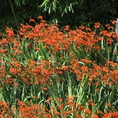 압해읍 1004 분재정원 크로코스미아꽃