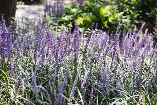 압해읍 1004 분재정원 맥문동 001 3