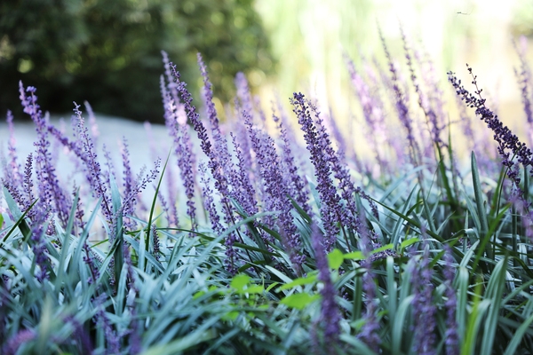 압해읍 1004 분재정원 맥문동 001 5