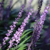 압해읍 1004 분재정원 맥문동 001