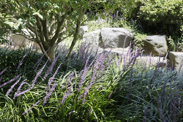 압해읍 1004 분재정원 맥문동 002 4