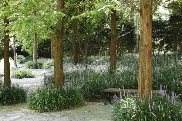 압해읍 1004 분재정원 맥문동 002 5