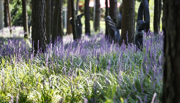 압해읍 1004 분재정원 맥문동 002 6