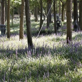 압해읍 1004 분재정원 맥문동 002
