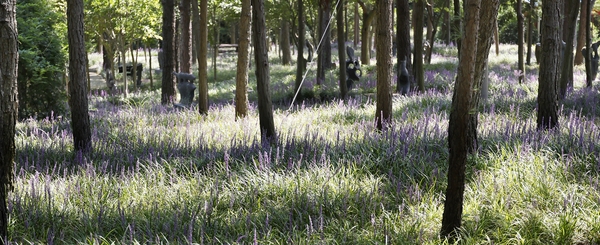 압해읍 1004 분재정원 맥문동 002 1
