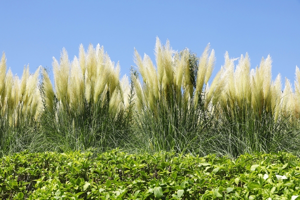 압해읍 1004 분재정원 팜파스글라스 2
