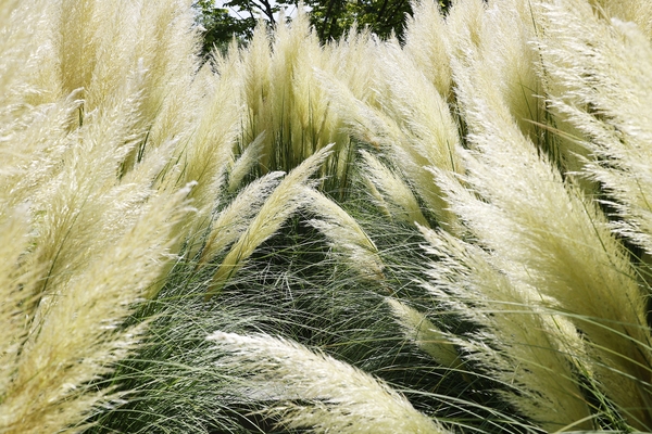 압해읍 1004 분재정원 팜파스글라스 4