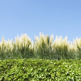 압해읍 1004 분재정원 팜파스글라스