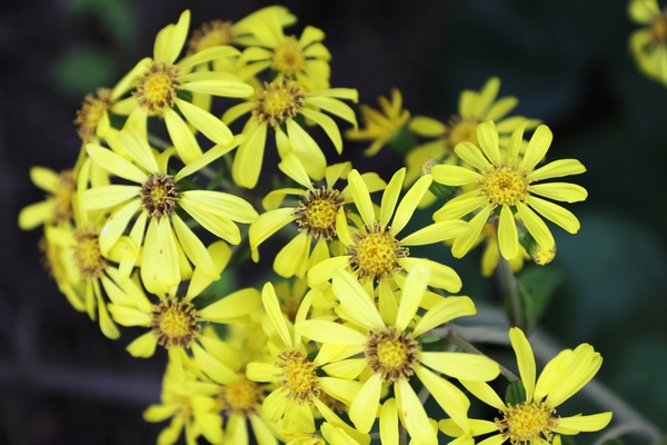 압해읍 고이도 소식도 털머위 2