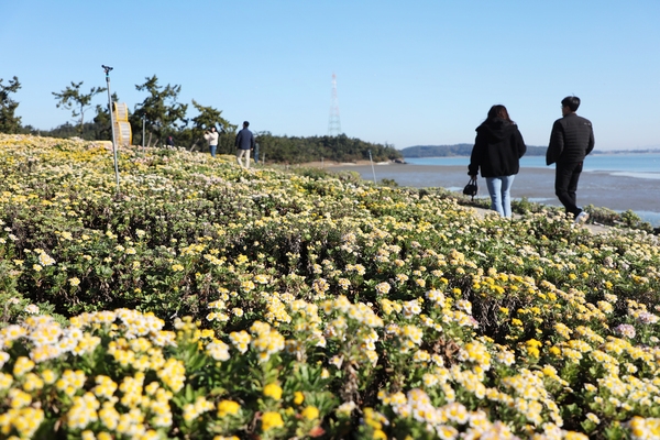 압해읍 고이도 아자니아 001 2