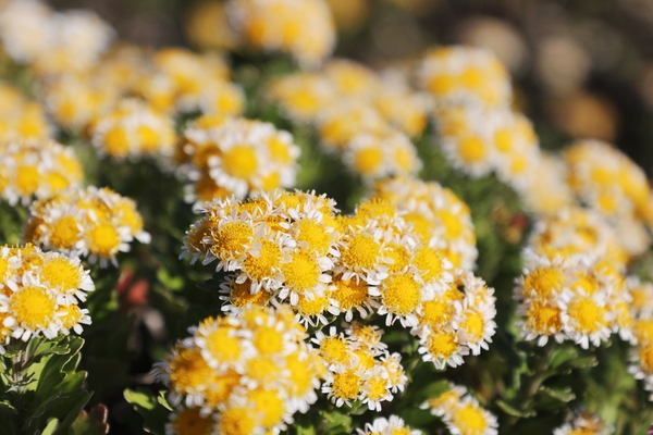 압해읍 고이도 아자니아 001 3