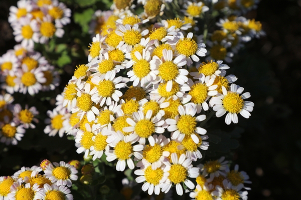 압해읍 고이도 아자니아 001 4