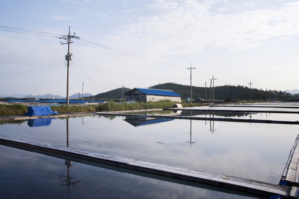 비금 대동염전 6