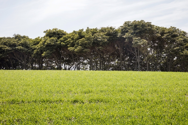 비금 수치도 전경 1