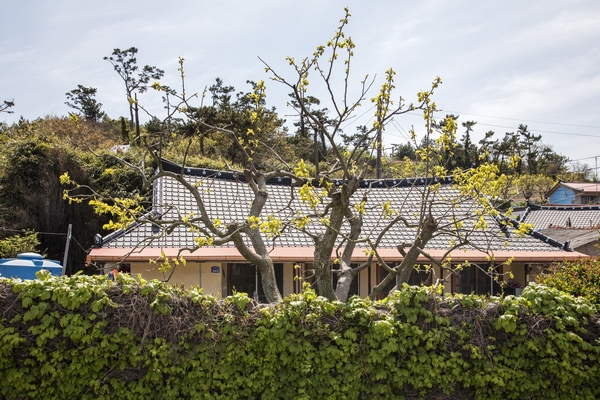 비금 수치도 전경 4