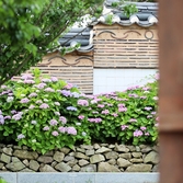 도초면 도초수국공원