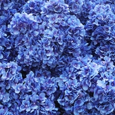 도초도 수국 002