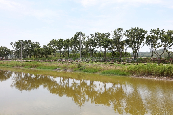 도초도 환상의 정원 팽나무길 002 4