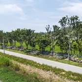 도초도 환상의 정원 팽나무길 002