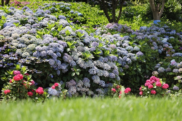 도초면 수국정원 수국 2