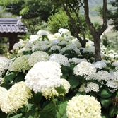 도초면 수국정원 수국