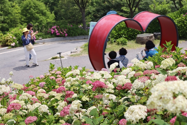 도초면 수국정원 4