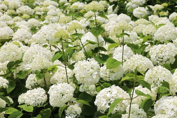 도초면 수국정원 5